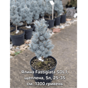 Ялина колюча Ізелі Фастігіате